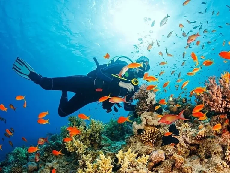 Excursión a Isla Catalina: Tour en Lancha y Aventura de Snorkel